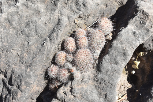 Image of Mammillaria beneckei by (c) P Gonzalez Zamora, some rights reserved (CC BY)