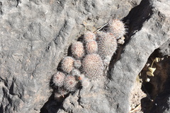 Mammillaria beneckei