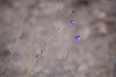 Neogaerrhinum strictum