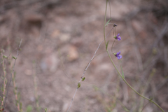 Neogaerrhinum strictum