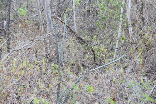 Acanthocereus cuixmalensis, photograph 6