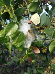 Cynanchum obtusifolium