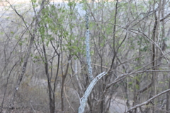 Acanthocereus cuixmalensis