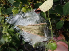 Cynanchum obtusifolium