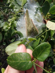 Cynanchum obtusifolium