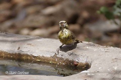 Crithagra dorsostriata