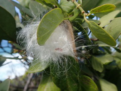 Cynanchum obtusifolium