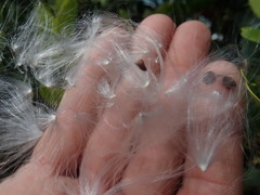 Cynanchum obtusifolium