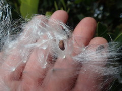 Cynanchum obtusifolium