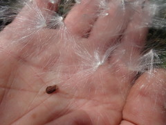 Cynanchum obtusifolium