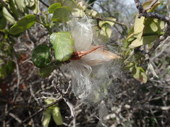 Cynanchum obtusifolium