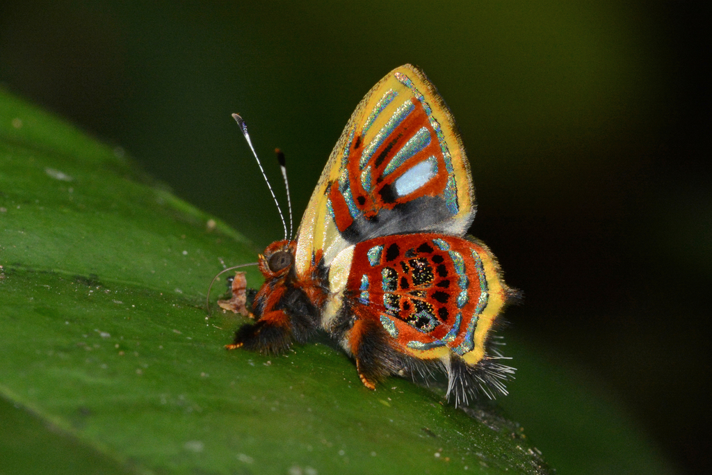 Anteros aerosus from PERU Madre de Dios, Lago Soledad on September 26 ...