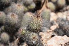 Mammillaria mazatlanensis