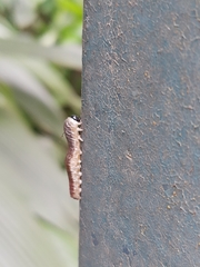 Lepidoptera