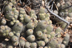Mammillaria mazatlanensis