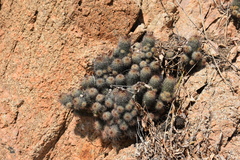 Mammillaria mazatlanensis