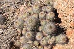 Mammillaria mazatlanensis