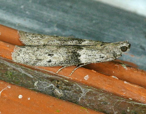 Representative image of Ephestia kuehniella