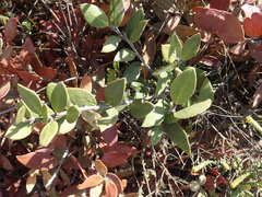 Robsonodendron maritimum