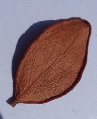 Robsonodendron maritimum