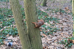 Sciurus vulgaris