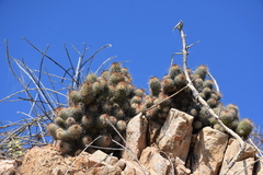 Mammillaria mazatlanensis