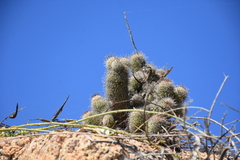 Mammillaria mazatlanensis