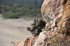 Mammillaria mazatlanensis