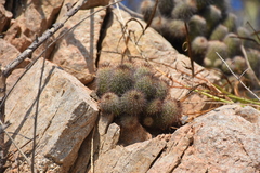 Mammillaria mazatlanensis