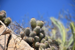 Mammillaria mazatlanensis