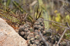 Mammillaria mazatlanensis