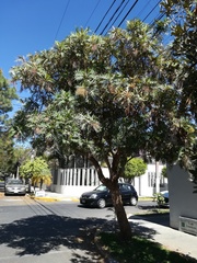 Bocconia arborea