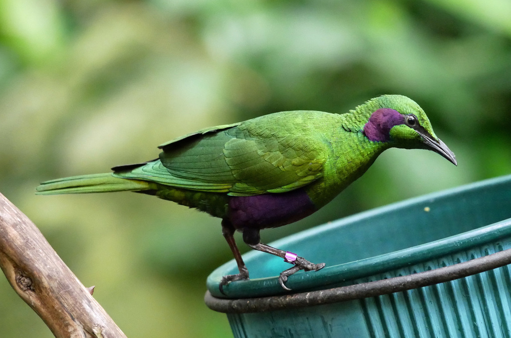 Emerald Starling