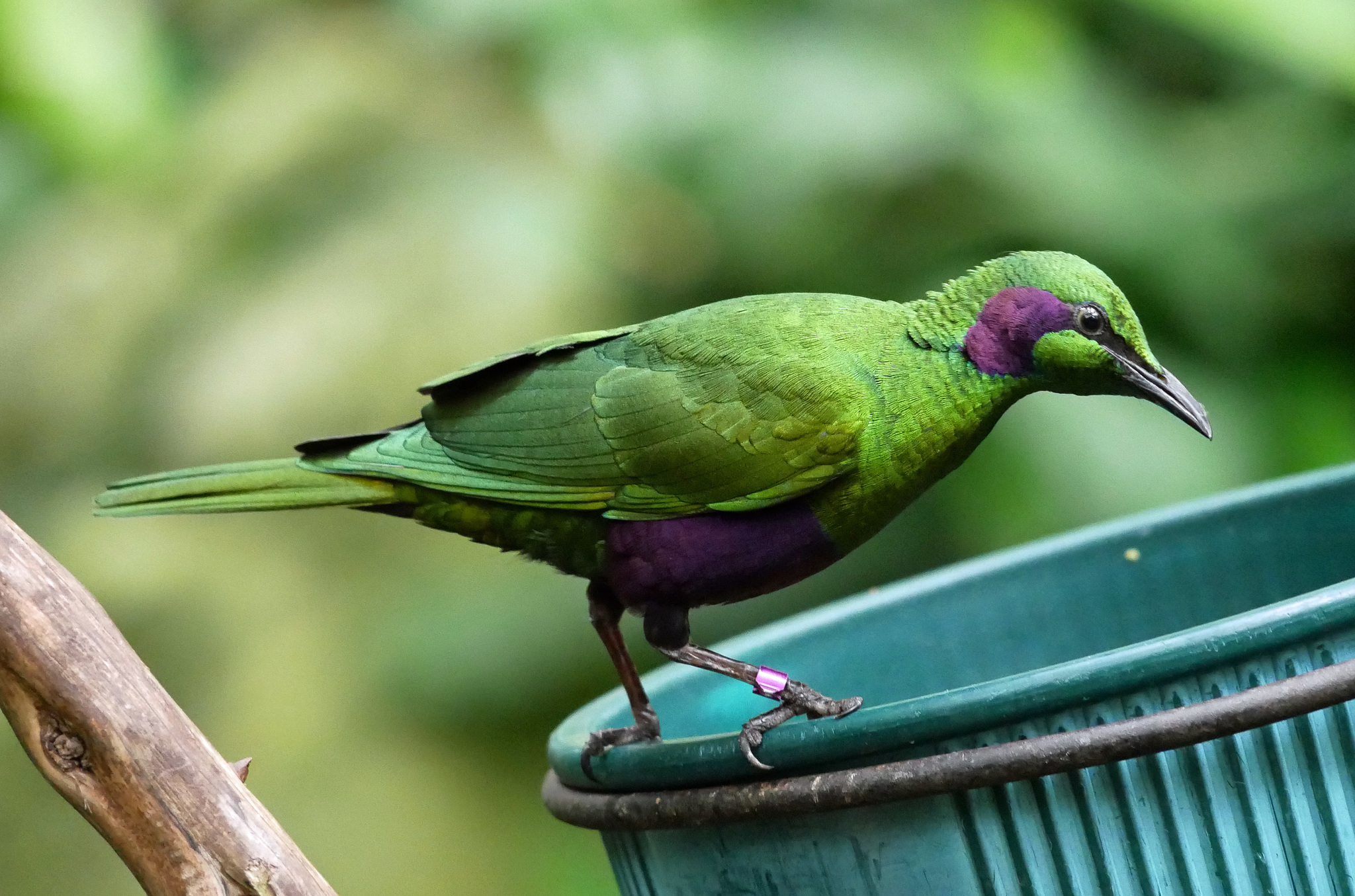 Emerald Starling illustration