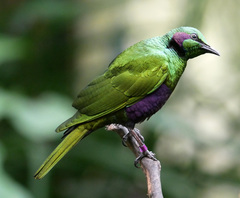 Emerald Starling photo 3