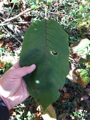 Magnolia acuminata