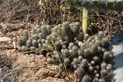 Mammillaria mazatlanensis