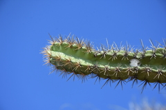 Stenocereus standleyi