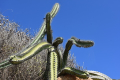 Stenocereus standleyi