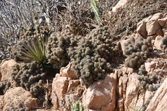 Mammillaria mazatlanensis