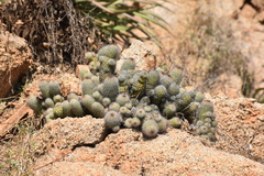 Mammillaria mazatlanensis