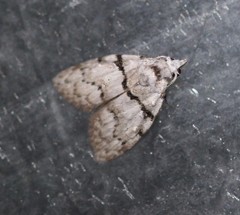 Nola pygmaeodes