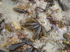 Adenocystis utricularis