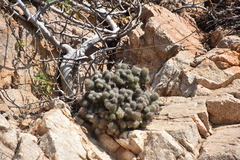 Mammillaria mazatlanensis