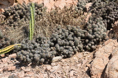 Mammillaria mazatlanensis
