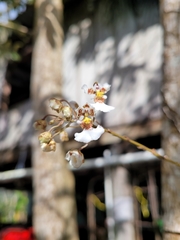 Vandoideae