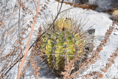 Ferocactus reppenhagenii