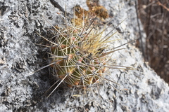 Ferocactus reppenhagenii
