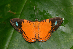 Argyrogrammana physis