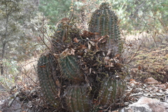 Ferocactus reppenhagenii